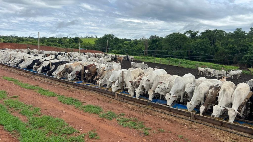 Fazenda Na Divisa Entre Goiandira E Catal O Sofre Preju Zos