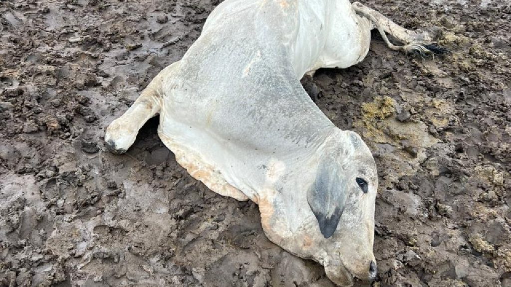 Fazenda Na Divisa Entre Goiandira E Catal O Sofre Preju Zos