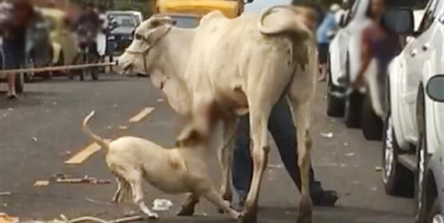 PIT BULL ATACA UM BEZERRO EM RUA DE CATALÃO