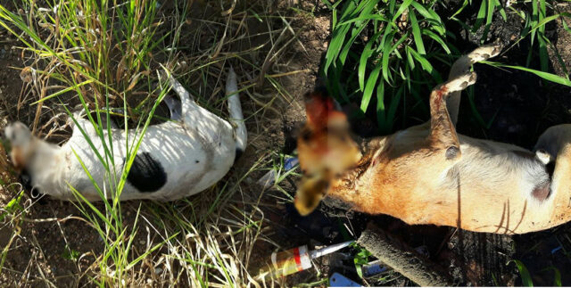 CACHORROS MORREM ENVENENADOS NA CIDADE DE CATALÃO
