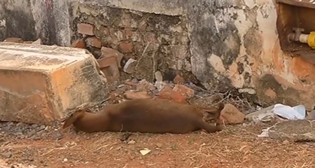 ASSOCIAÇÃO DENUNCIA MORTE DE CERCA DE 40 CÃES POR ENVENENAMENTO EM CATALÃO