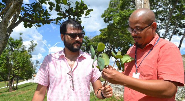 Laboratório da UFG Regional Catalão testa a efetividade de plantas do Cerrado para tratamento gastrointestinal