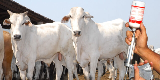 MAIS DE 22 MILHÕES DE ANIMAIS DEVEM SER VACINADOS NA 1ª ETAPA DA CAMPANHA CONTRA FEBRE AFTOSA, EM GOIÁS