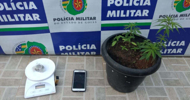 HOMEM É CONDUZIDO À DELEGACIA SUSPEITO DE CULTIVAR MACONHA