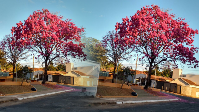 O ESPETÁCULO DA FLORADA DOS IPÊS ATRAEM OLHARES DE MUITAS PESSOAS