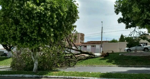 Queda de árvore na Avenida Ricardo Paranhos