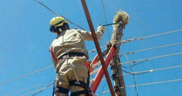 Corpo de Bombeiros Militar resgata porco-espinho em poste de energia elétrica em Urutaí-Go