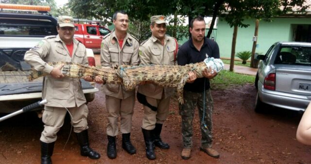 Bombeiros captura um Jacaré na zona rural de Catalão