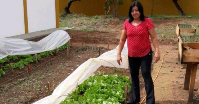 Projeto Social “Horta Saudável” começa dar resultados