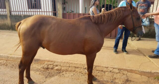 Polícia Cívil recupera Cavalo furtado avaliado em R$100.0000,00 e prende suspeito do furto.