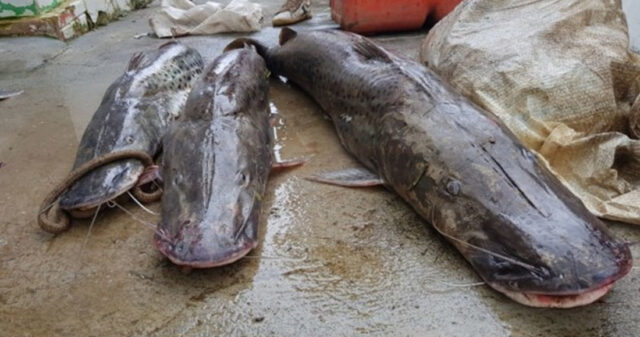 Polícia Civil realiza Operação de repressão à pesca predatória em Cumari