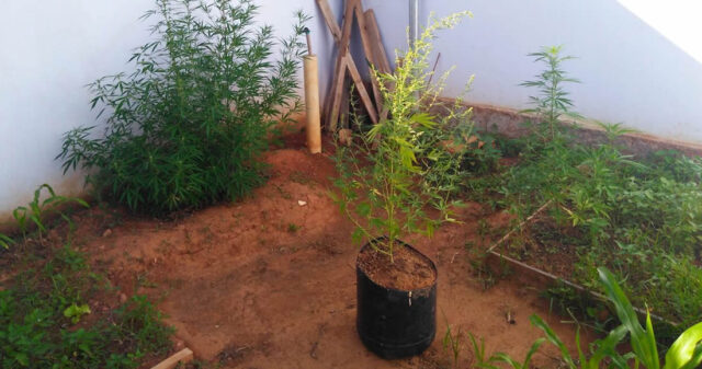 Em Catalão jovem é preso por cultivar maconha