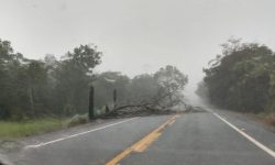 Temporal causa queda de arvores sobre a rodovia GO 210 próximo a cidade de Nova Aurora