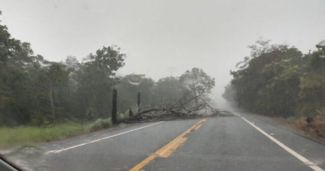 Temporal causa queda de arvores sobre a rodovia GO 210 próximo a cidade de Nova Aurora
