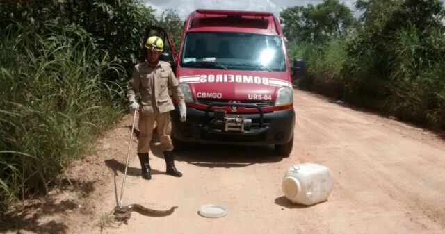 Bombeiros de Ipameri captura cobra em residência