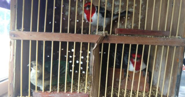 CPR/1ª CIPMRv efetua flagrante por Crime Ambiental na GO 139, em Corumbaíba