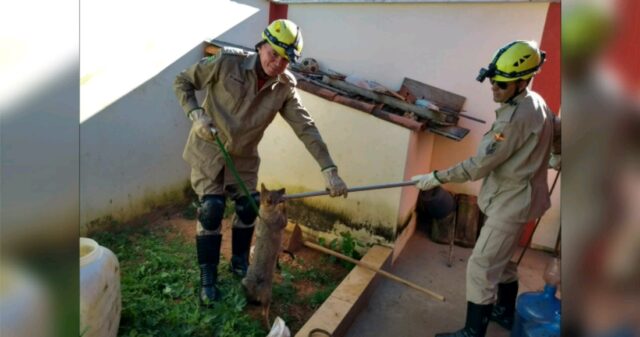 Bombeiros de Ipameri realiza captura de raposa em residência