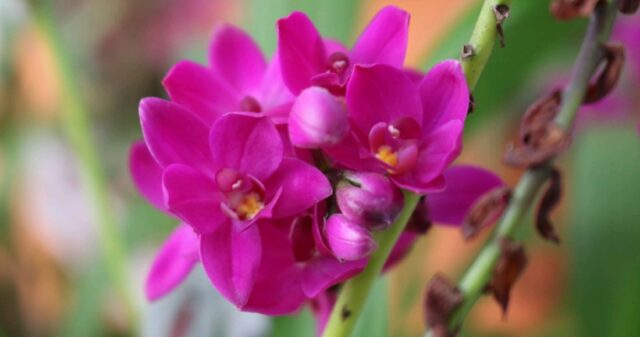 14ª Exposição Nacional de Orquídeas de Catalão reúne 77 expositores de vários estados
