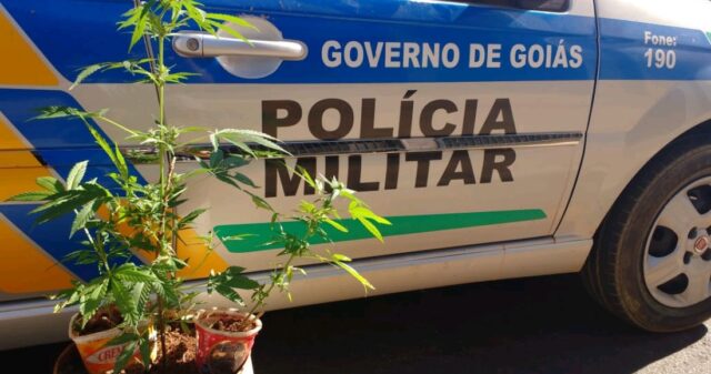 Menor é apreendido por cultivar maconha, em Catalão