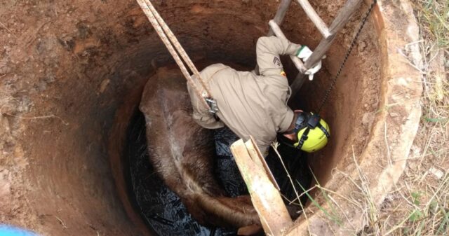 Bombeiros de Ipameri realiza salvamento de animal dentro de fossa