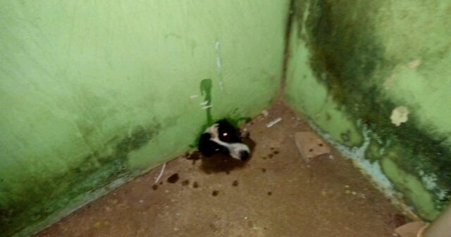 Bombeiros resgatam cachorro que ficou preso em cano de muro de casa
