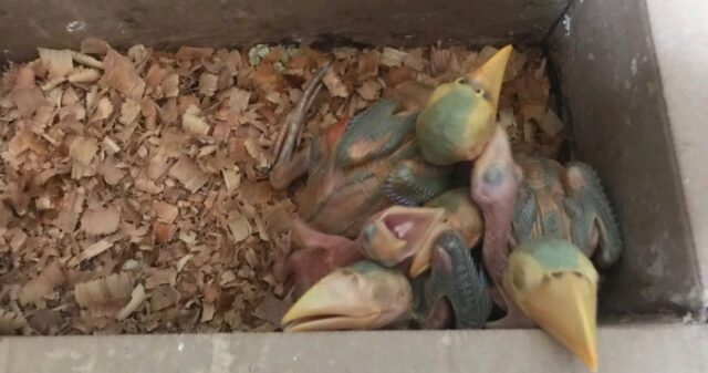 Em abordagem certeira, CPR apreende animais silvestres e recaptura foragido da justiça