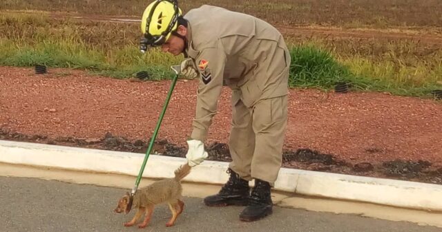 Bombeiros resgatam raposa dentro de buraco as margens da GO-330, em Ipameri
