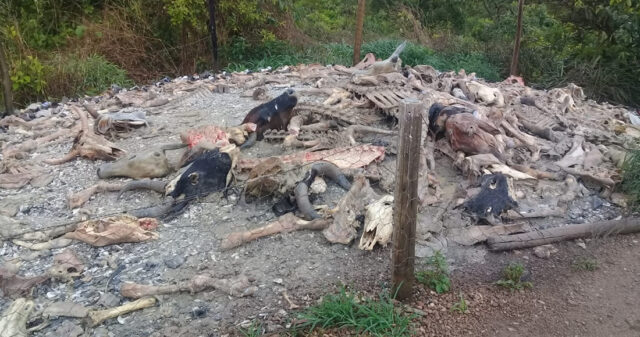 Polícia Militar localiza matadouro clandestino de bovinos em distrito de Catalão