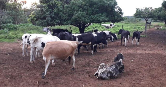 Grupo é preso por furtar novilhas em Iraí de Minas; receptador estava no município de Catalão