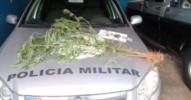 Polícia Militar realiza a prisão de um homem por posse de drogas e cultivo de maconha na cidade de Três Ranchos