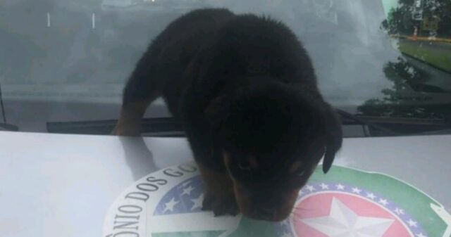 Polícia Militar realiza a prisão dois suspeito por furto de um cachorro