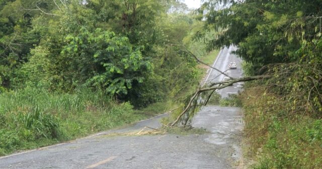 Chuva forte acompanhada de vendaval derruba galhos de árvores na GO-330 entre Catalão e Ouvidor
