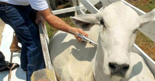 Agrodefesa alerta para mudanças na vacinação contra febre aftosa