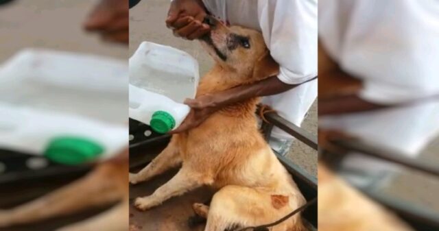 Menor é detido em Jataí suspeito de arrastar cão amarrado em moto