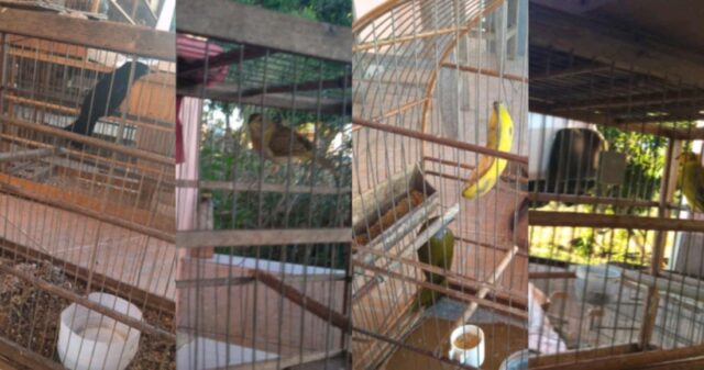 Jovem de 24 anos é preso e 14 pássaros da fauna silvestre são apreendidos em Três Ranchos