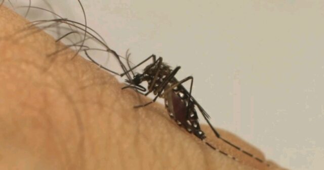 Uberlândia tem mais duas mortes por dengue confirmadas; veja a situação da doença em outras cidades da região