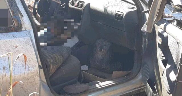 Motorista morre e cachorrinha sobrevive a acidente na BR-365 em Patrocínio