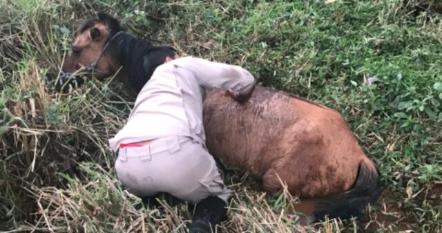 Bombeiros resgatam cavalo atolado próximo as represas do Parque das Mangueiras, em Catalão