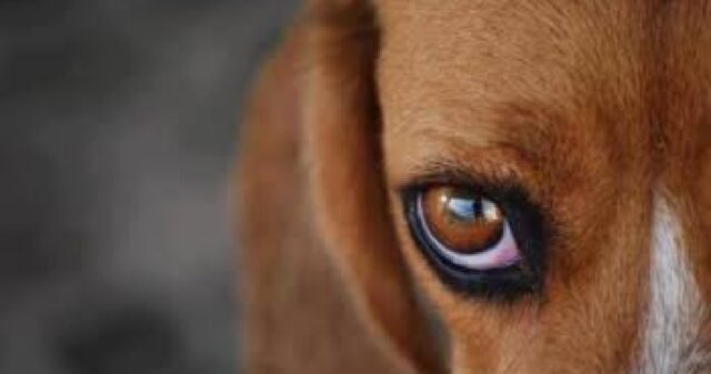 Dois cachorros são encontrados em situação de maus-tratos em Três Ranchos