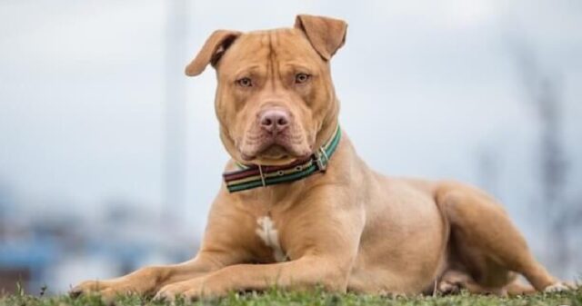 Menina de 6 anos morre após ser atacada por pitbull da família em Uberlândia