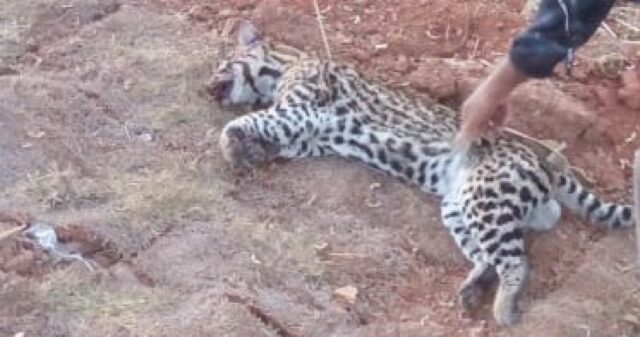Filhote de jaguatirica é encontrado morto às margens da BR 050 próximo de Catalão