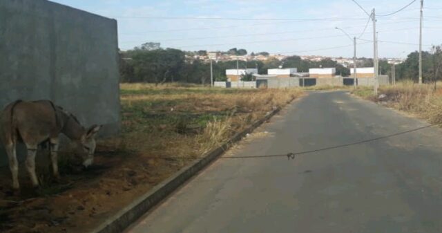 Animal amarrado em poste coloca em risco a vida de motoristas que trafegam no Loteamento Harmonia