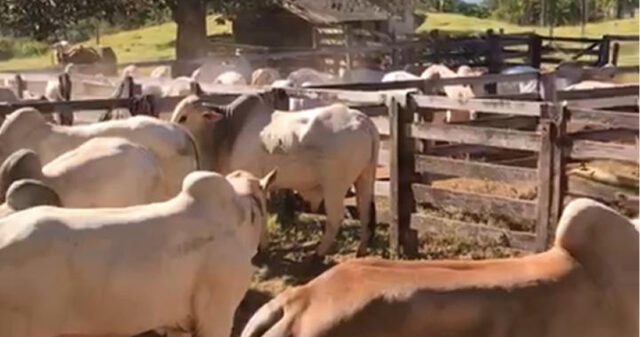 Operação conjunta entre a Decar e as delegacias de Cocalzinho e Orizona recuperam bois roubados em Orizona