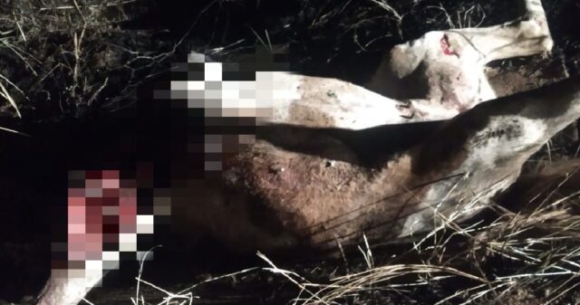 Cavalo morre após ser atropelado por picape na GO-210 entre Catalão e Goiandira