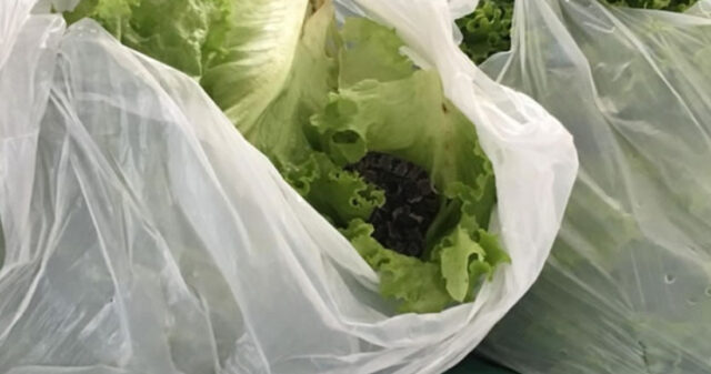 Jararaca é encontrada em alface por moradora de Goianésia