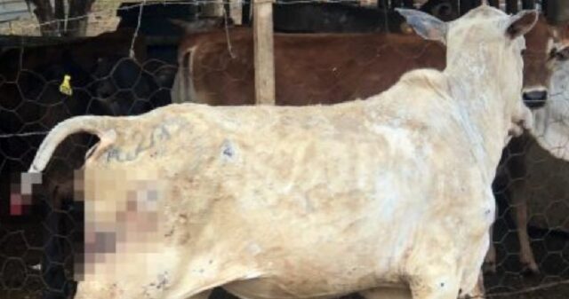 Oito pessoas são presas por roubo de gado no interior de Goiás