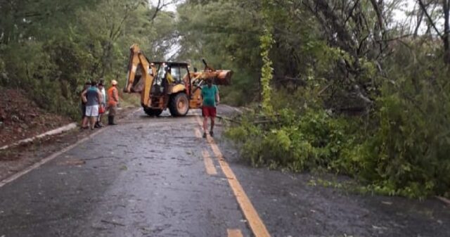 Queda de árvores bloqueia pista da Rodovia GO 305 entre Goiandira e Cumari