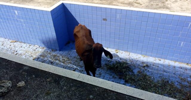 Bombeiros de Catalão resgatam vaca que caiu em piscina desativada