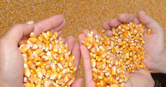Governo de Goiás entregará 30 toneladas de sementes a produtores rurais