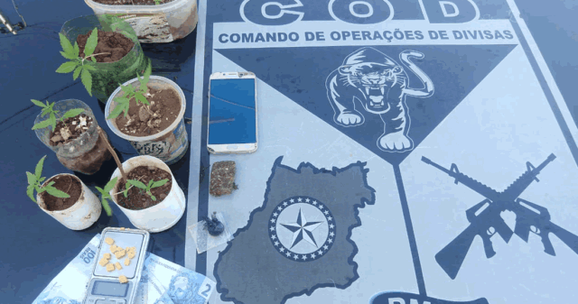 COD realiza apreensão de três menores por crime análogo ao tráfico de entorpecentes e cultivo de maconha